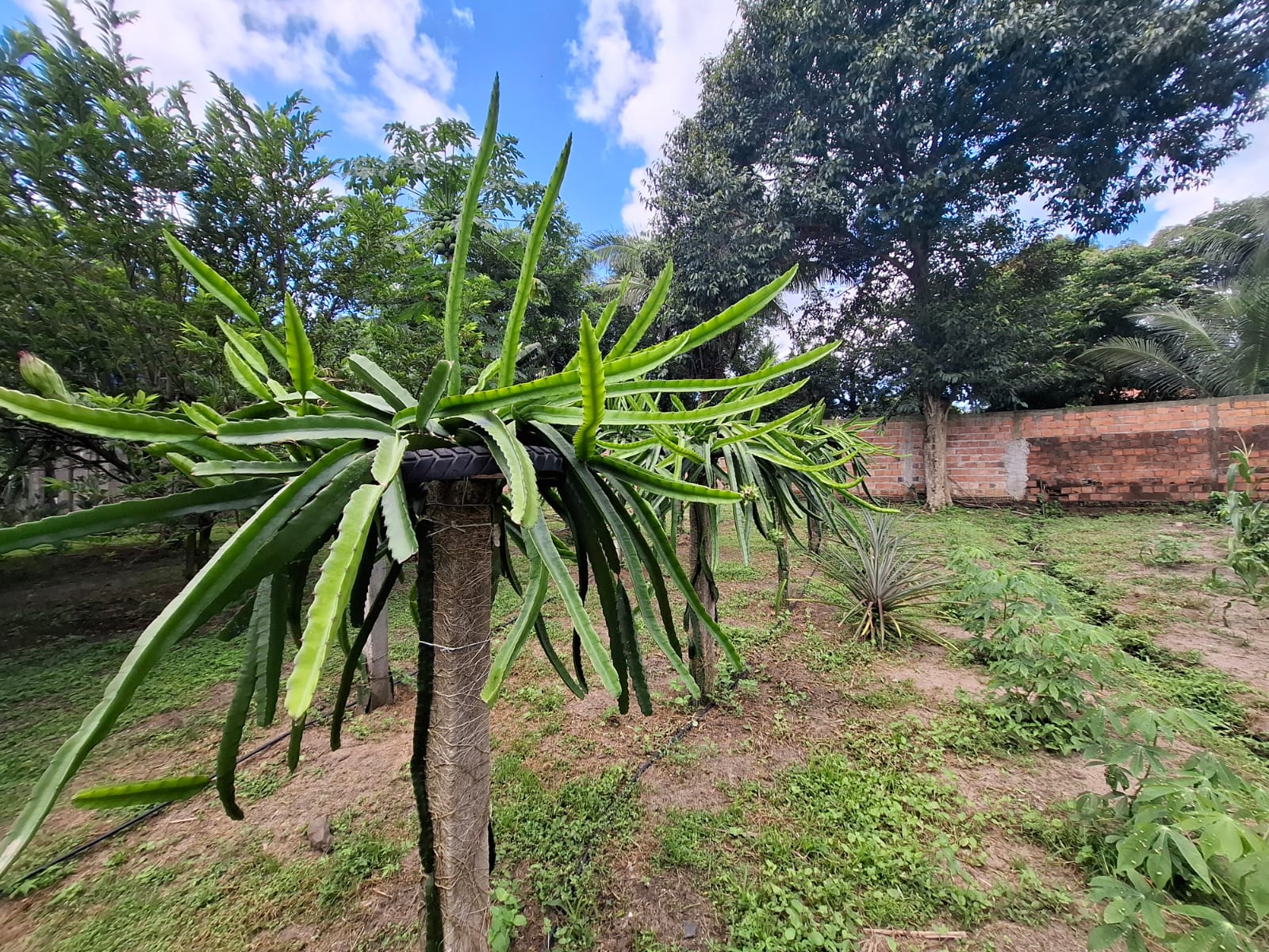 Imagem Chácara com 3 Quartos à Venda, 280 m² em Coqueiro - São Luís