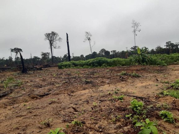 Imagem Fazenda à Venda, 837 HA em Área Rural de Santarém - Santarém