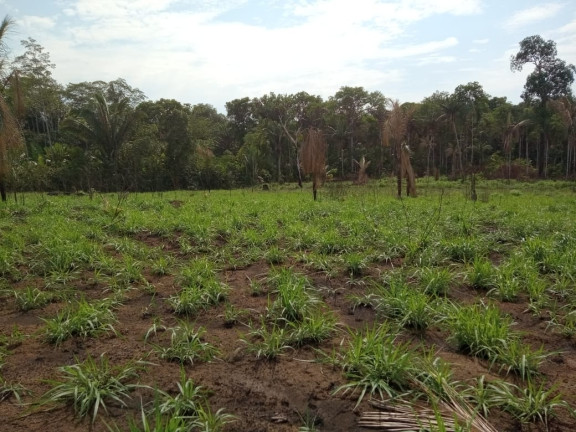 Imagem Terreno à Venda, 2.000 m² em Zona Rural - Humaitá