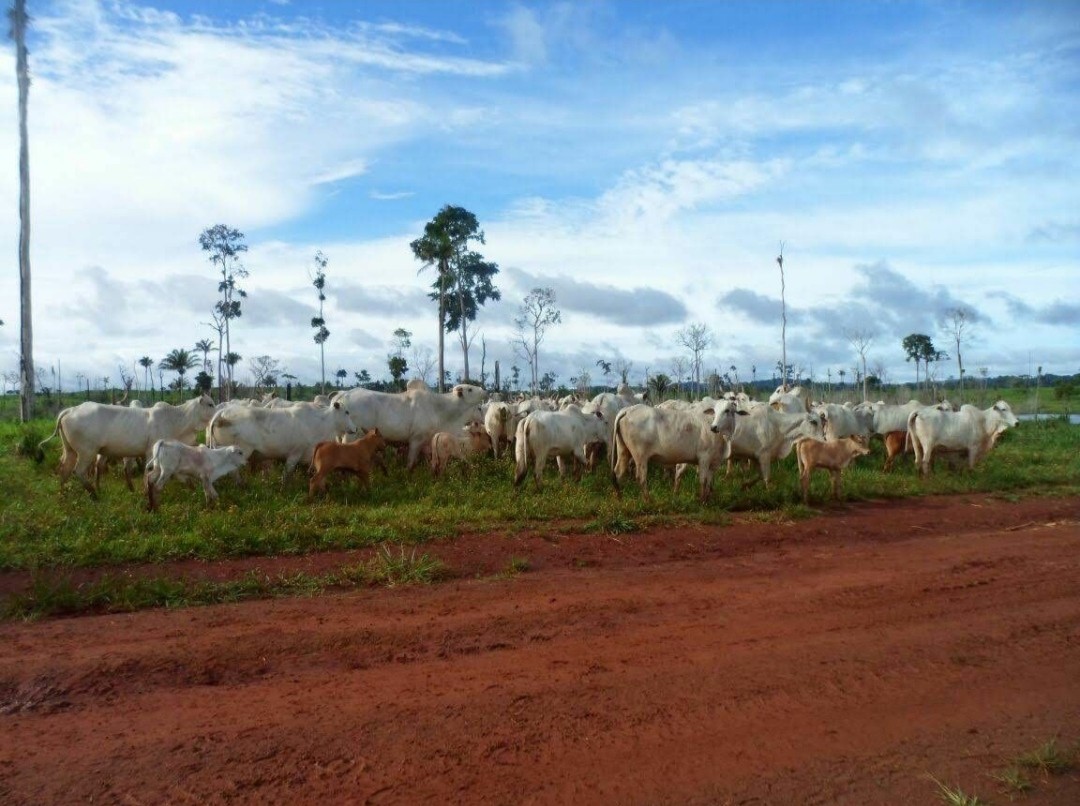 Foto do imóvel: Fazenda à Venda, 9.399 m² em Centro  - São Félix do Xingu