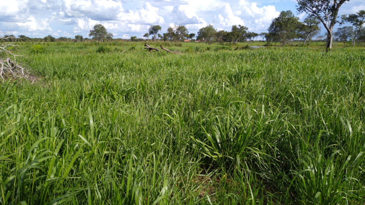 Fazenda à Venda, 543 Alq GOem Zona Rural - Cocalinho