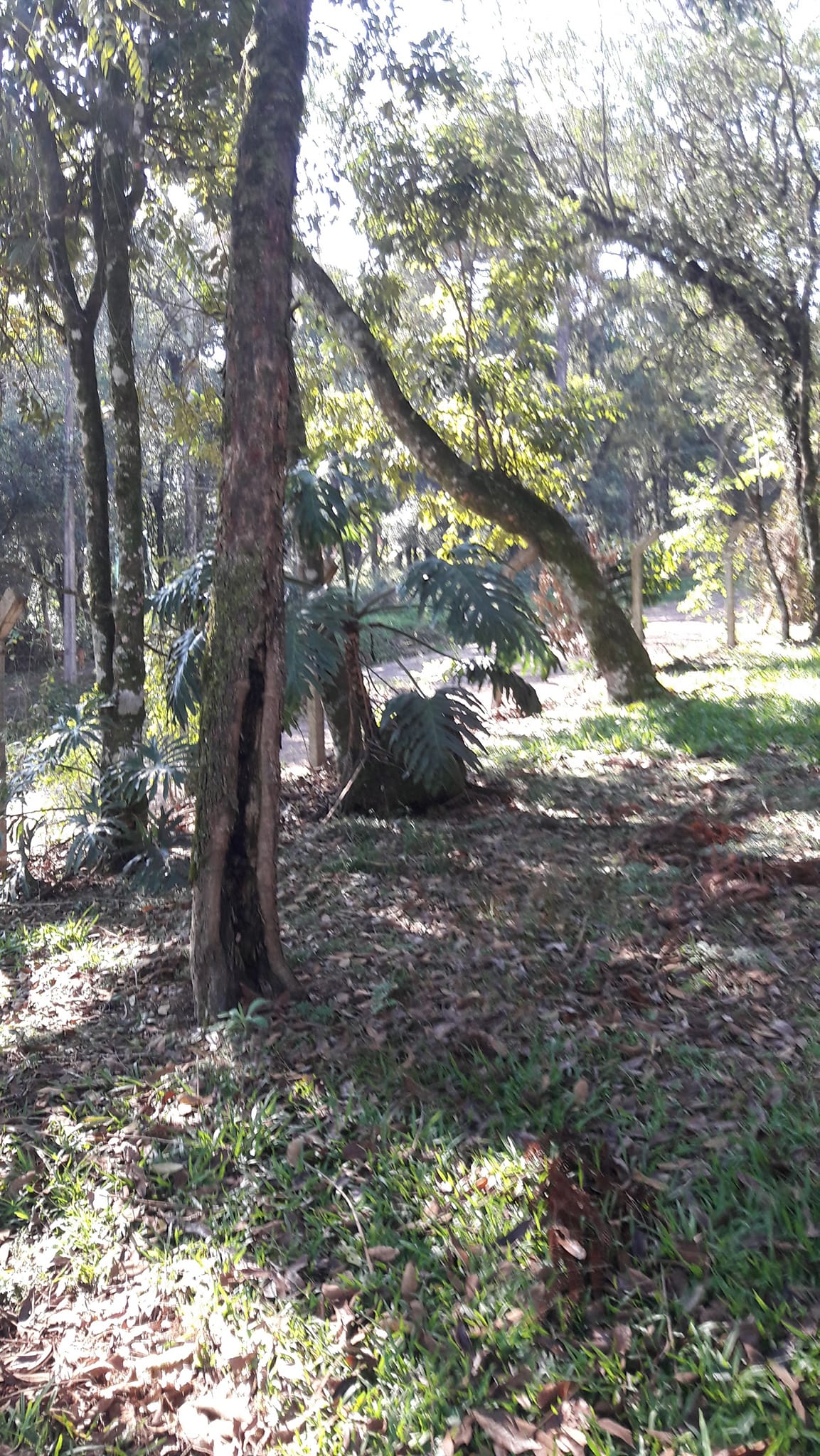 Foto do imóvel: Terreno à Venda, 3.200 m²em Efapi - Chapecó