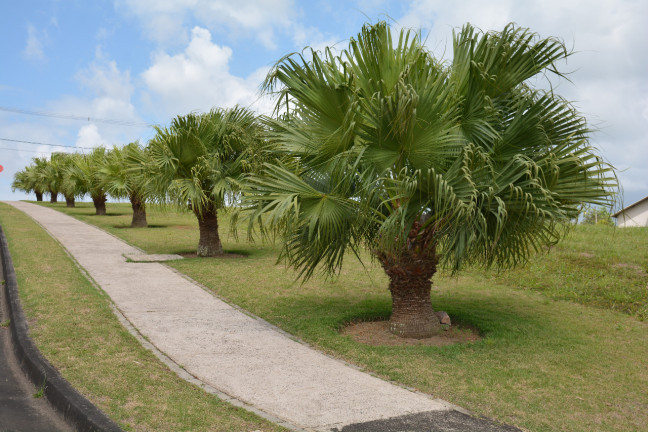 Imagem Terreno à Venda,  em Manassu - Jaboatão dos Guararapes