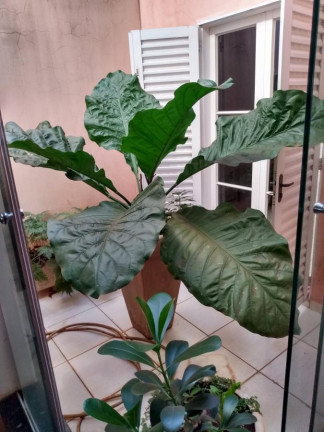 Imagem Casa com 3 Quartos à Venda, 112 m² em Morumbi - Ituverava