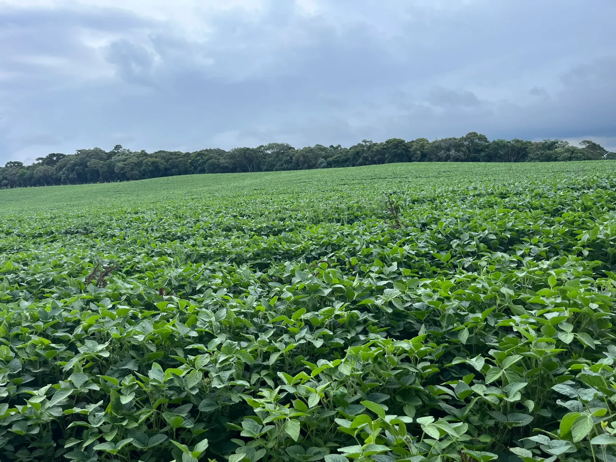Foto do imóvel: Chácara à Venda, 20000 m² em São Marcos - São José dos Pinhais