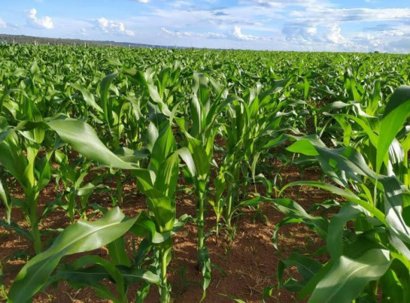 Imagem Chácara com 7 Quartos à Venda, 58.000 m² em Olhos  D'água  - Alexânia  - GO - Alexânia