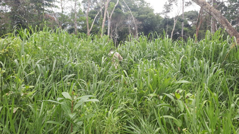 Imagem Fazenda à Venda, 837 HA em Área Rural de Santarém - Santarém