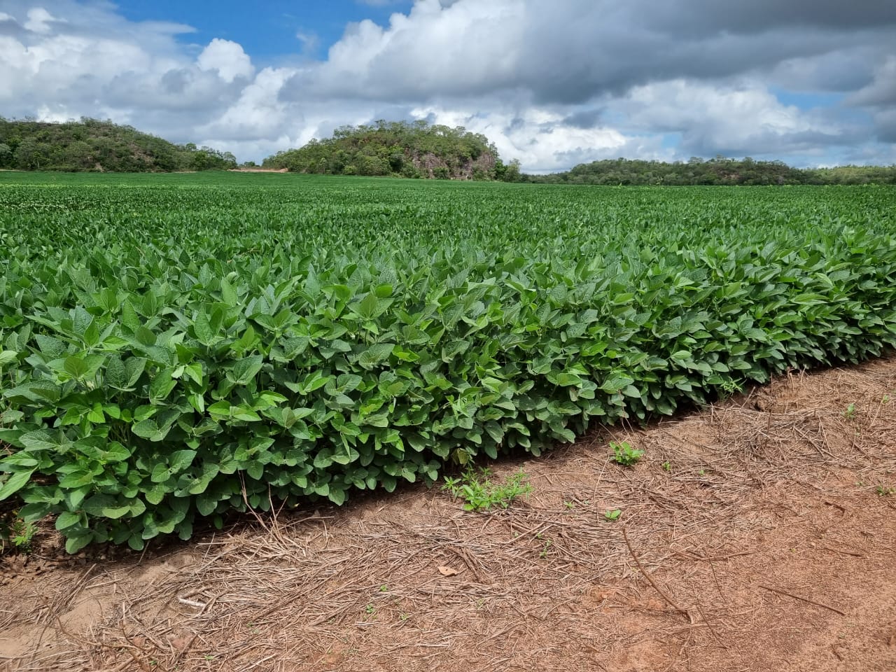 Imagem Fazenda à Venda, 2 HAem ZONA RURAL - Santa Maria do Tocantins