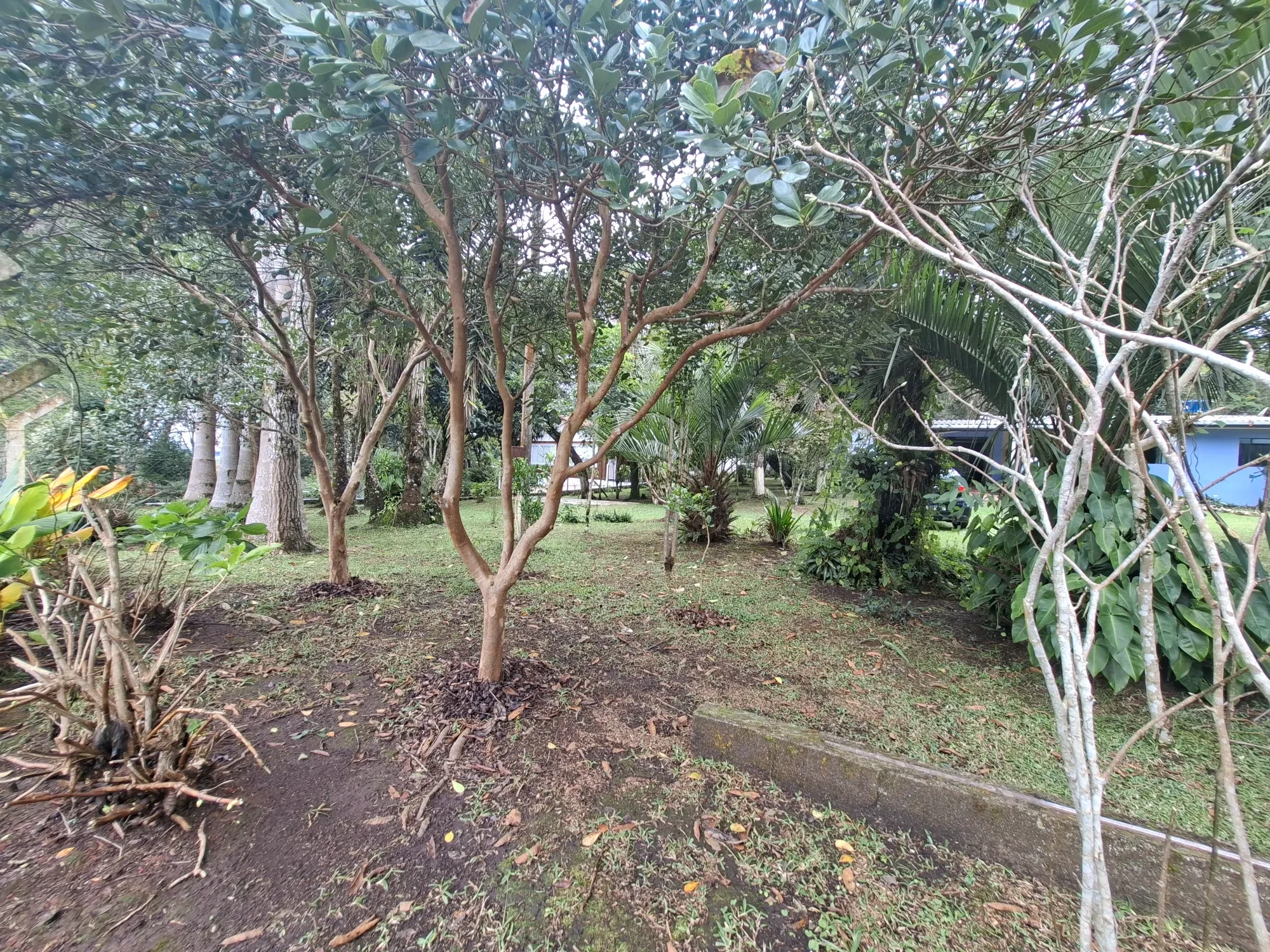 Imagem Chácara com 2 Quartos à Venda, 80 m² em Campo Alto - Tijucas do Sul