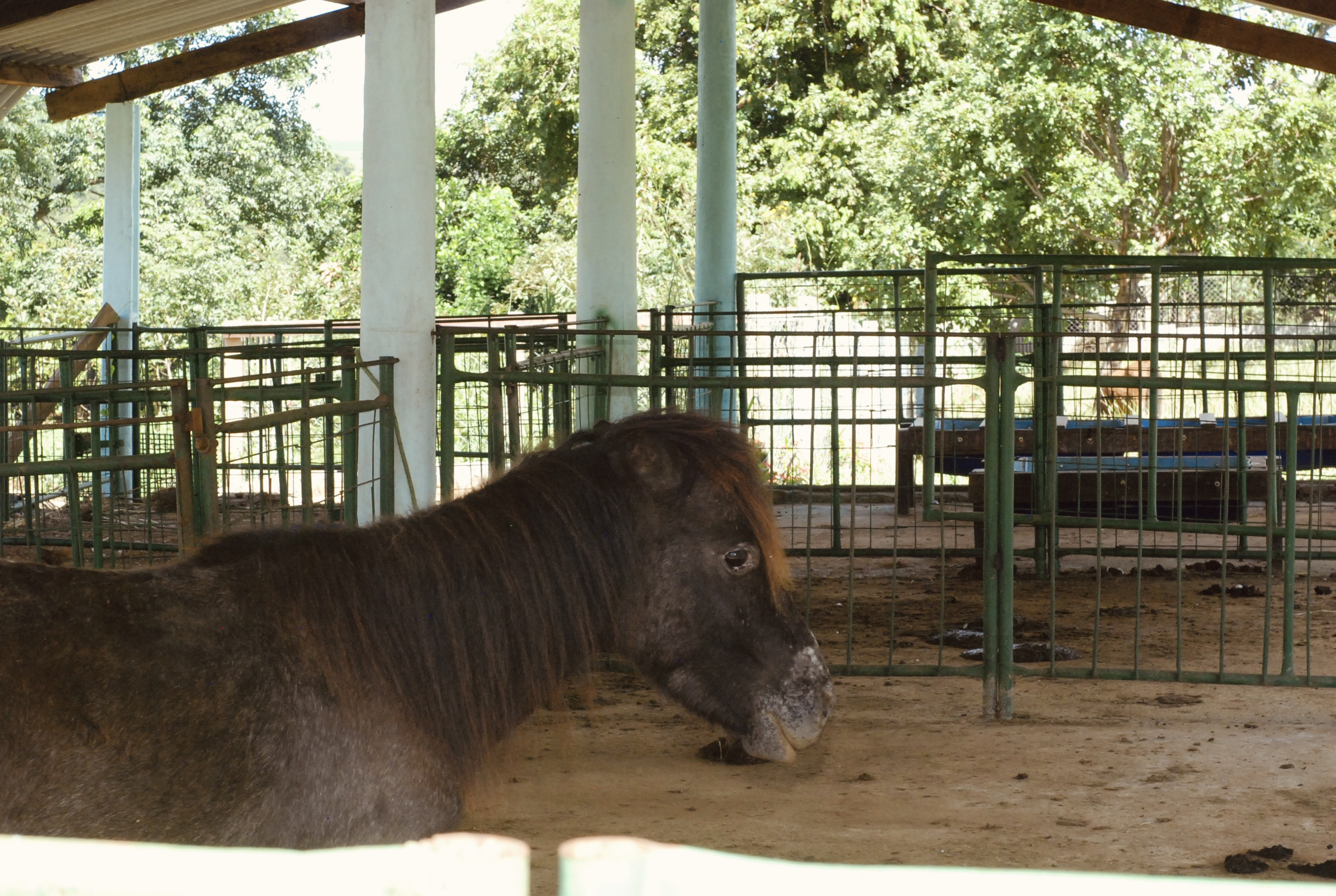 Foto do imóvel: Chácara com 7 Quartos à Venda, 5.000 m² em Setor Central - Mairipotaba