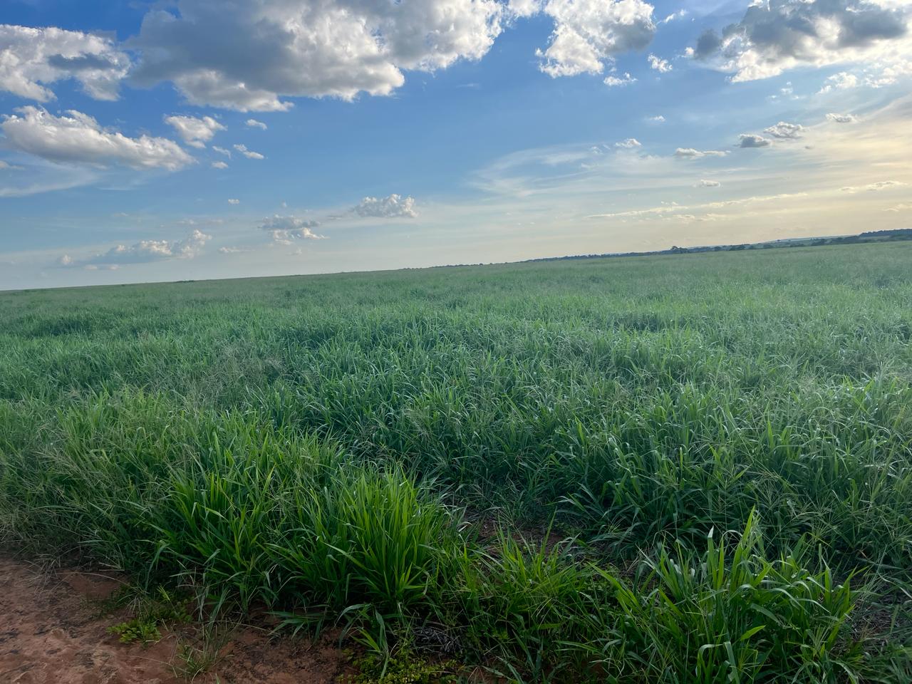 Imagem Fazenda à Venda, 309 m²em Zona Rural - Mundo Novo