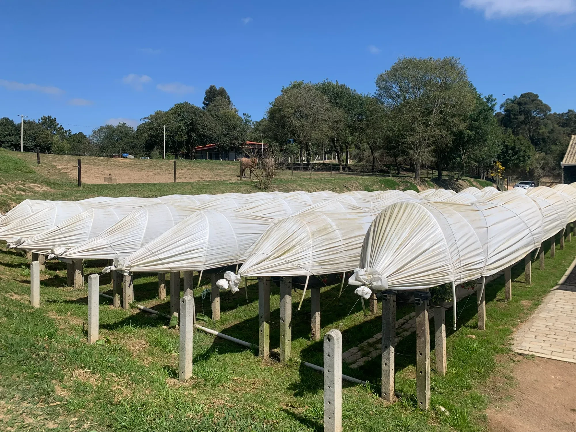 Foto do imóvel: Chácara com 3 Quartos à Venda, 5000 m² em Colonia Marcelino - São José dos Pinhais