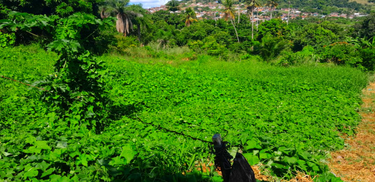 Foto do imóvel: Terreno à Venda, 690 m² em Matriz - Vitória de Santo Antão