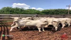 Imagem Fazenda à Venda, 74 Alq SPem ZONA RURAL - Garça