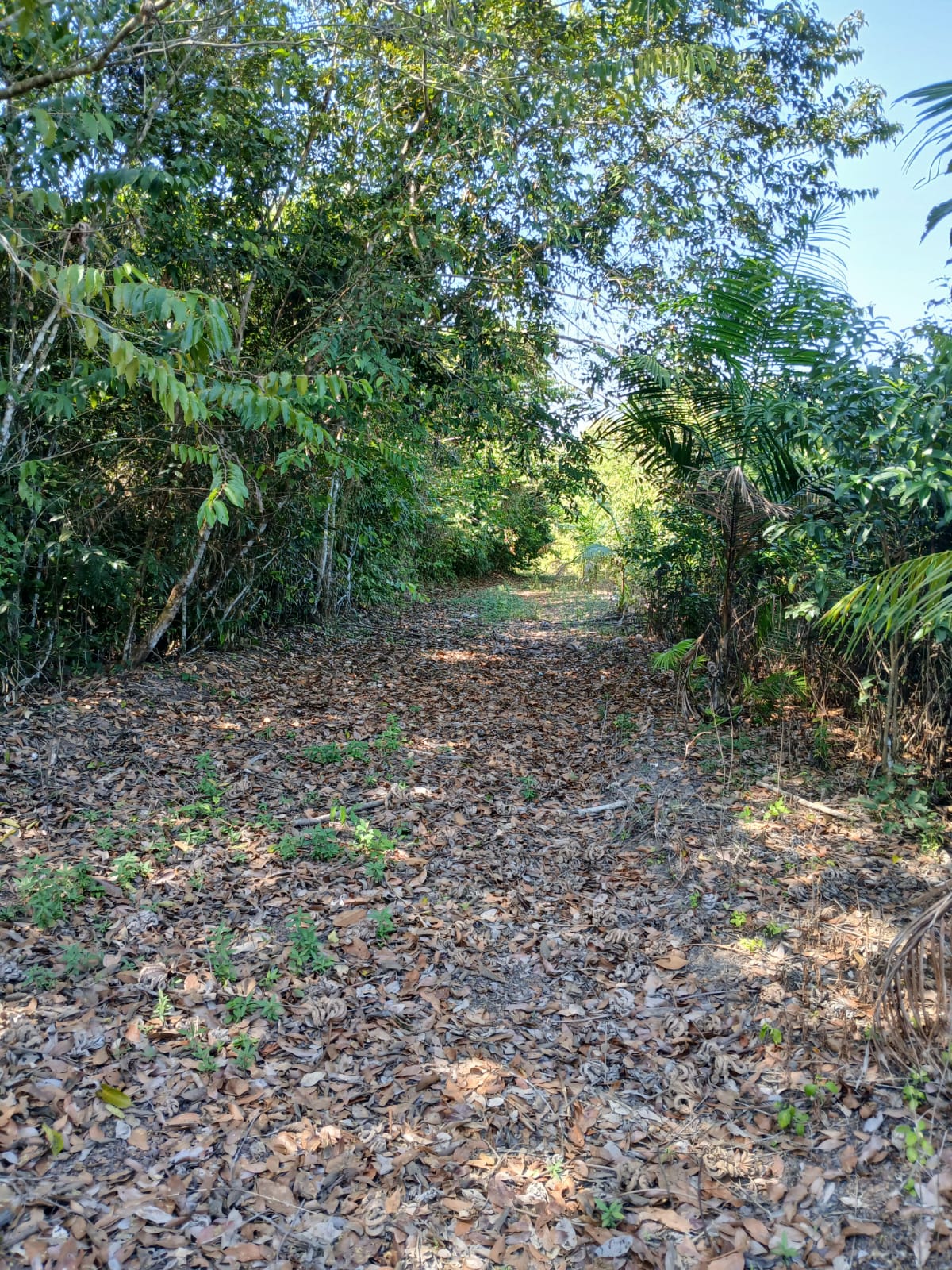Imagem Terreno à Venda, 80.000 metro em  - Bujaru