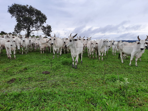 Fazenda à Venda, 48 m² em Área Rural de Luziânia - Luziânia