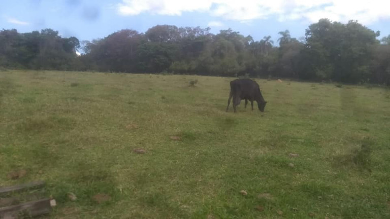 Fazenda à Venda, 36.000 m² em Aparecidinha - Araçoiaba da Serra