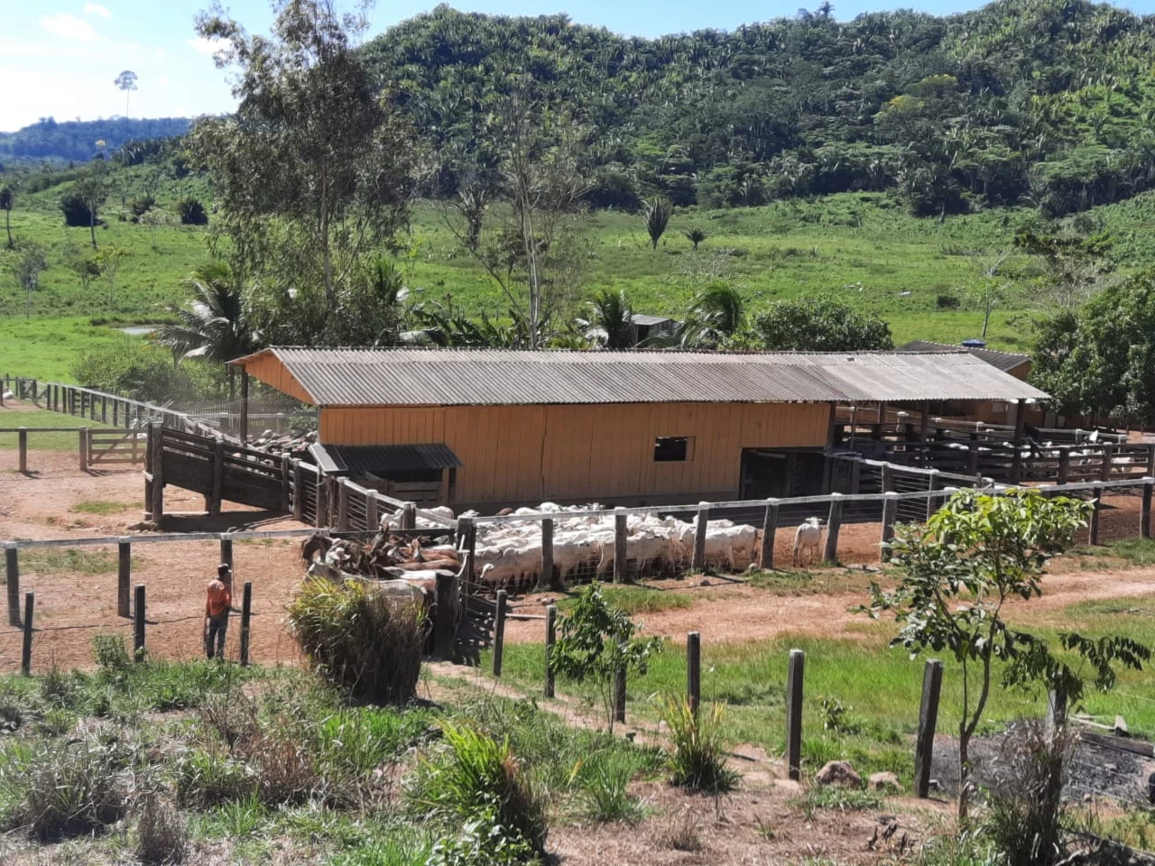 Foto do imóvel: Fazenda à Venda, 831 Alq. GO em Gurupá - Gurupá