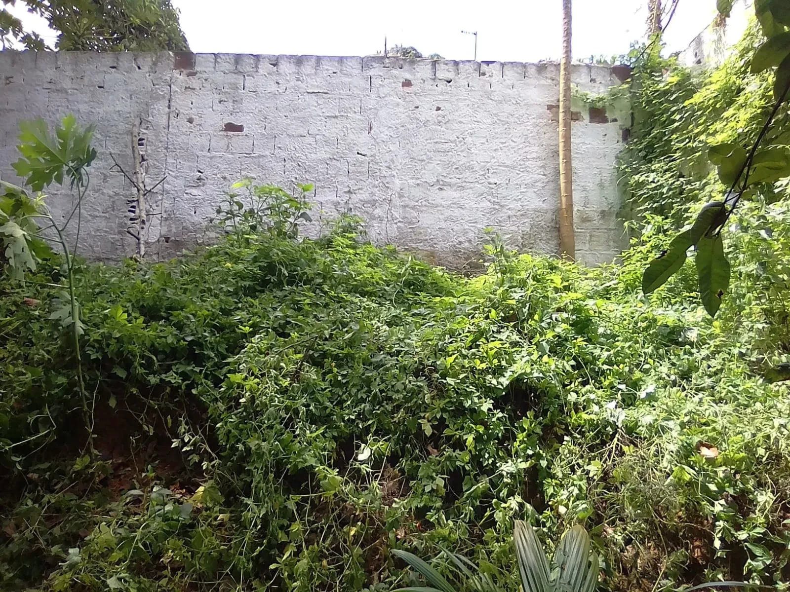 Imagem Casa com 2 Quartos à Venda, 210 m² em Vila Liberdade - Moreno