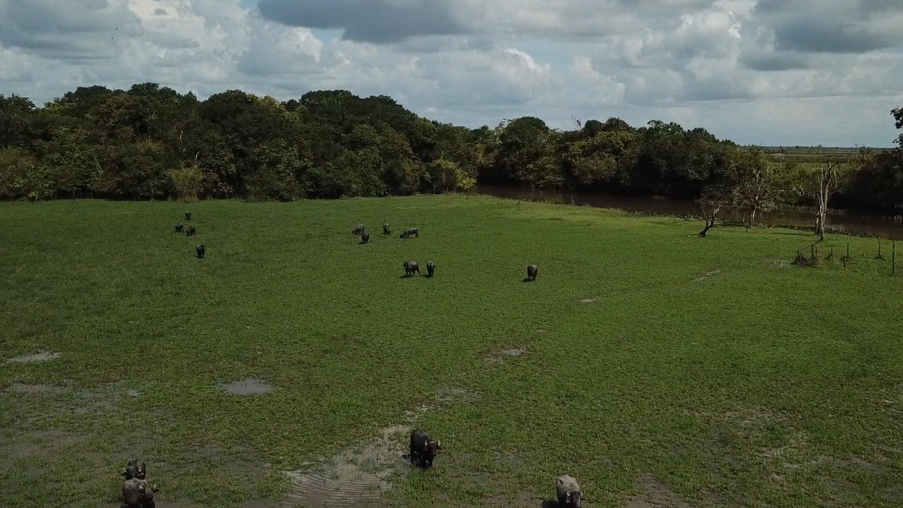 Imagem Fazenda à Venda, 22 HAem rural - Almeirim