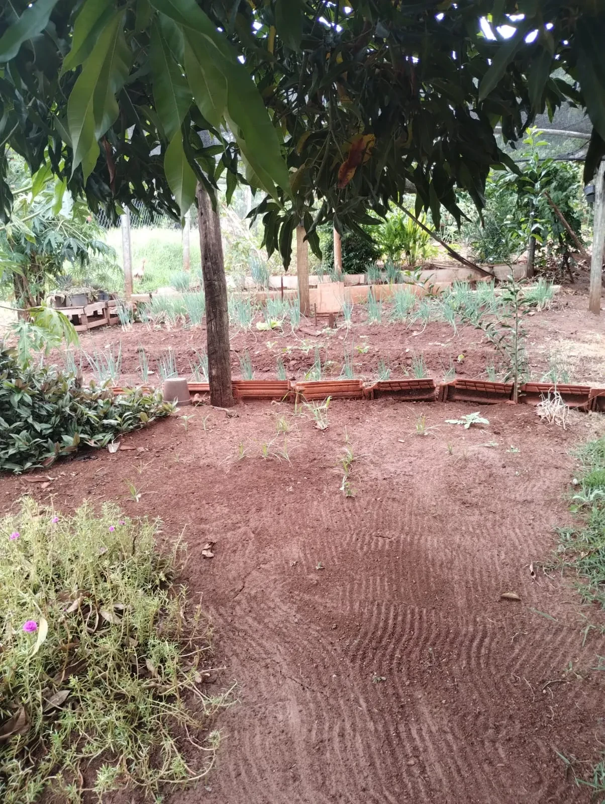 Imagem Chácara com 2 Quartos à Venda, 90 metros em Pitangueiras - Pitangueiras