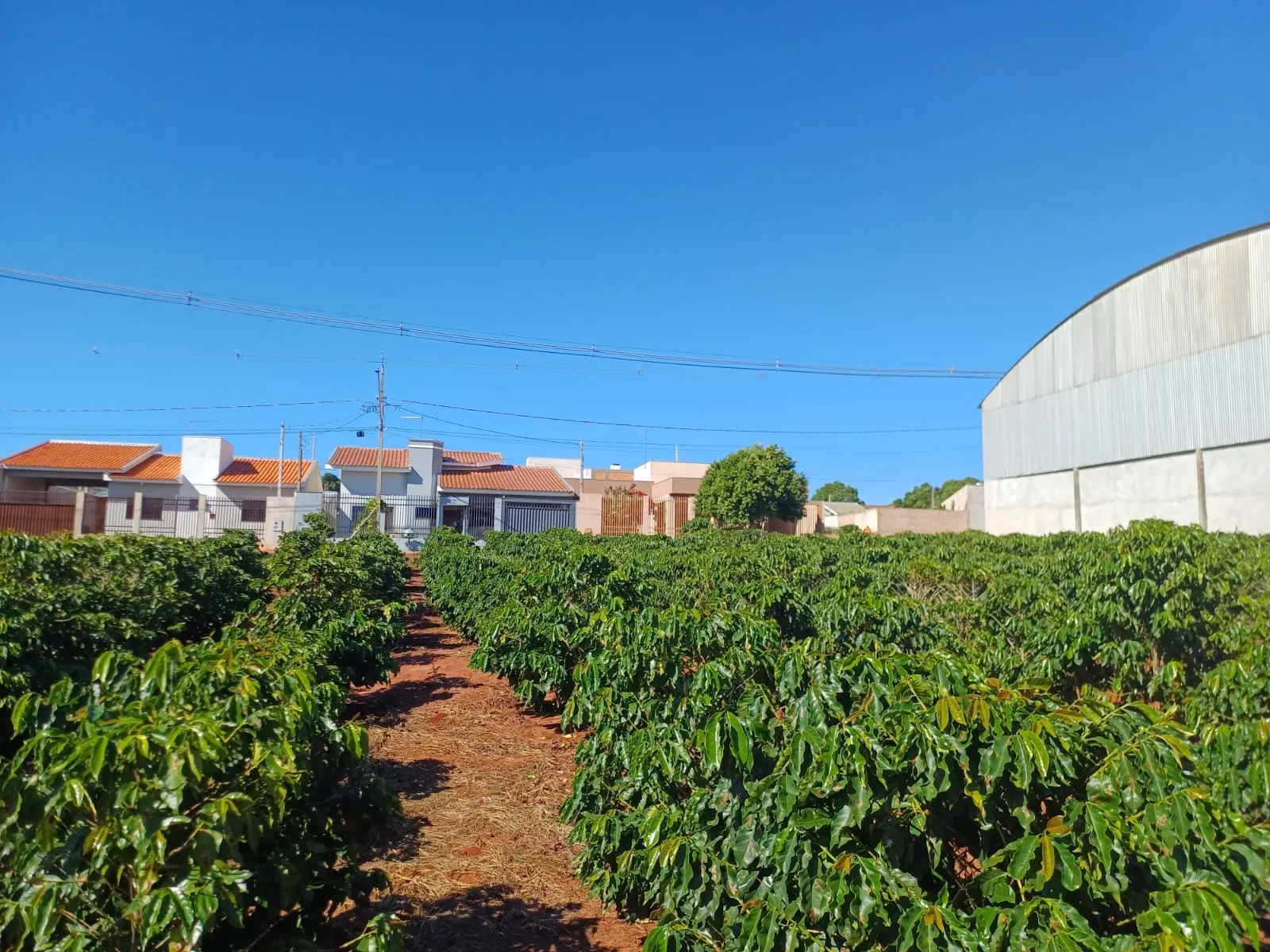 Imagem Chácara à Venda, 4000 m² em Pitangueiras - Pitangueiras