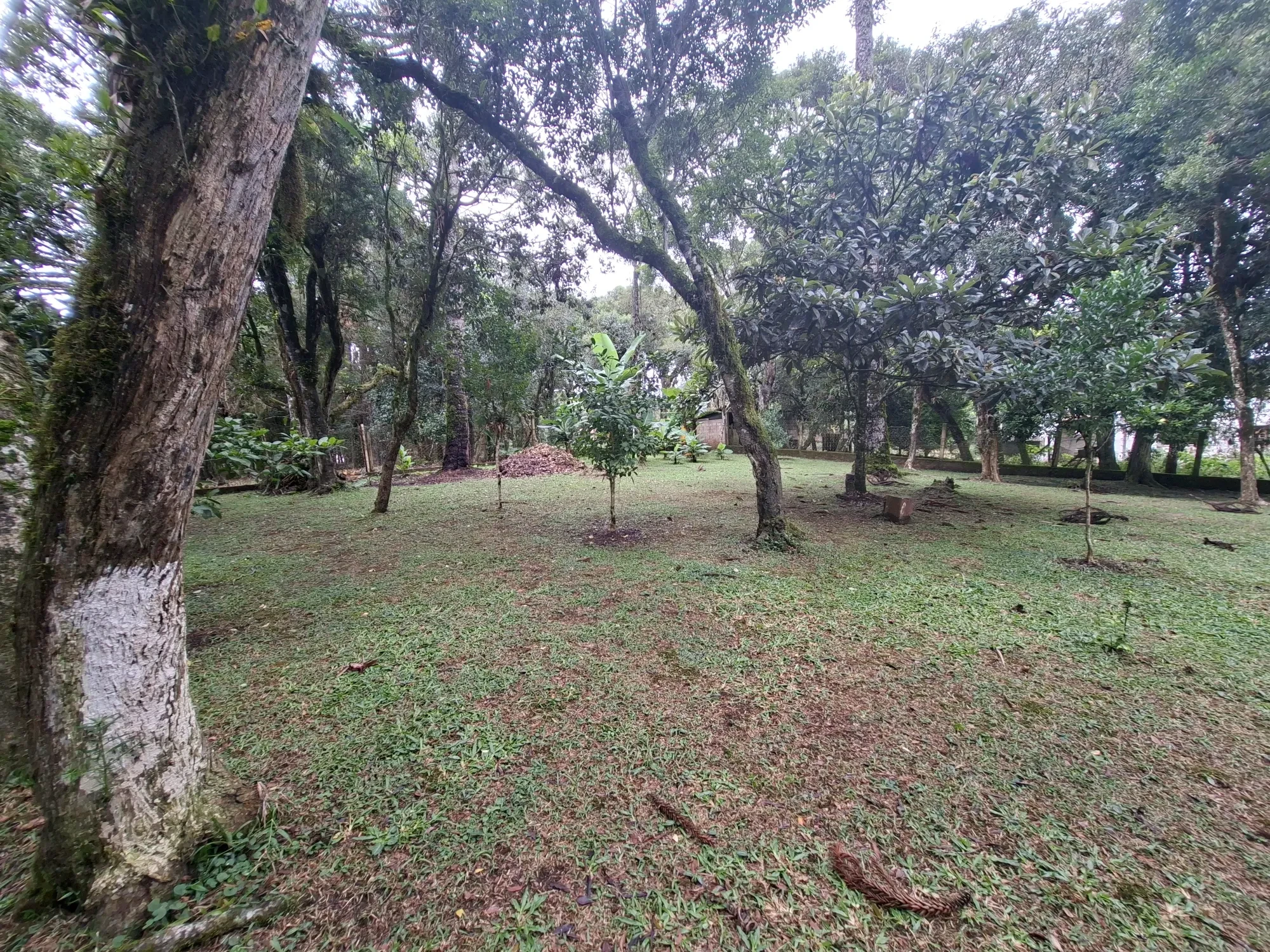 Imagem Chácara com 2 Quartos à Venda, 80 m² em Campo Alto - Tijucas do Sul