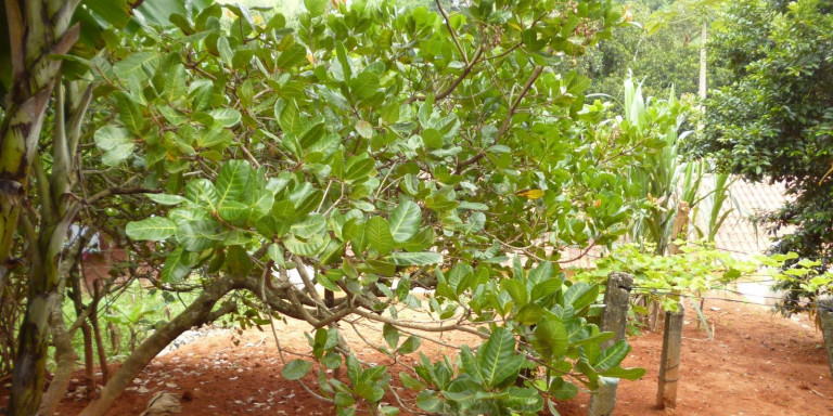 Imagem Chácara com 2 Quartos à Venda, 4.000 m² em Centro - Santa Isabel