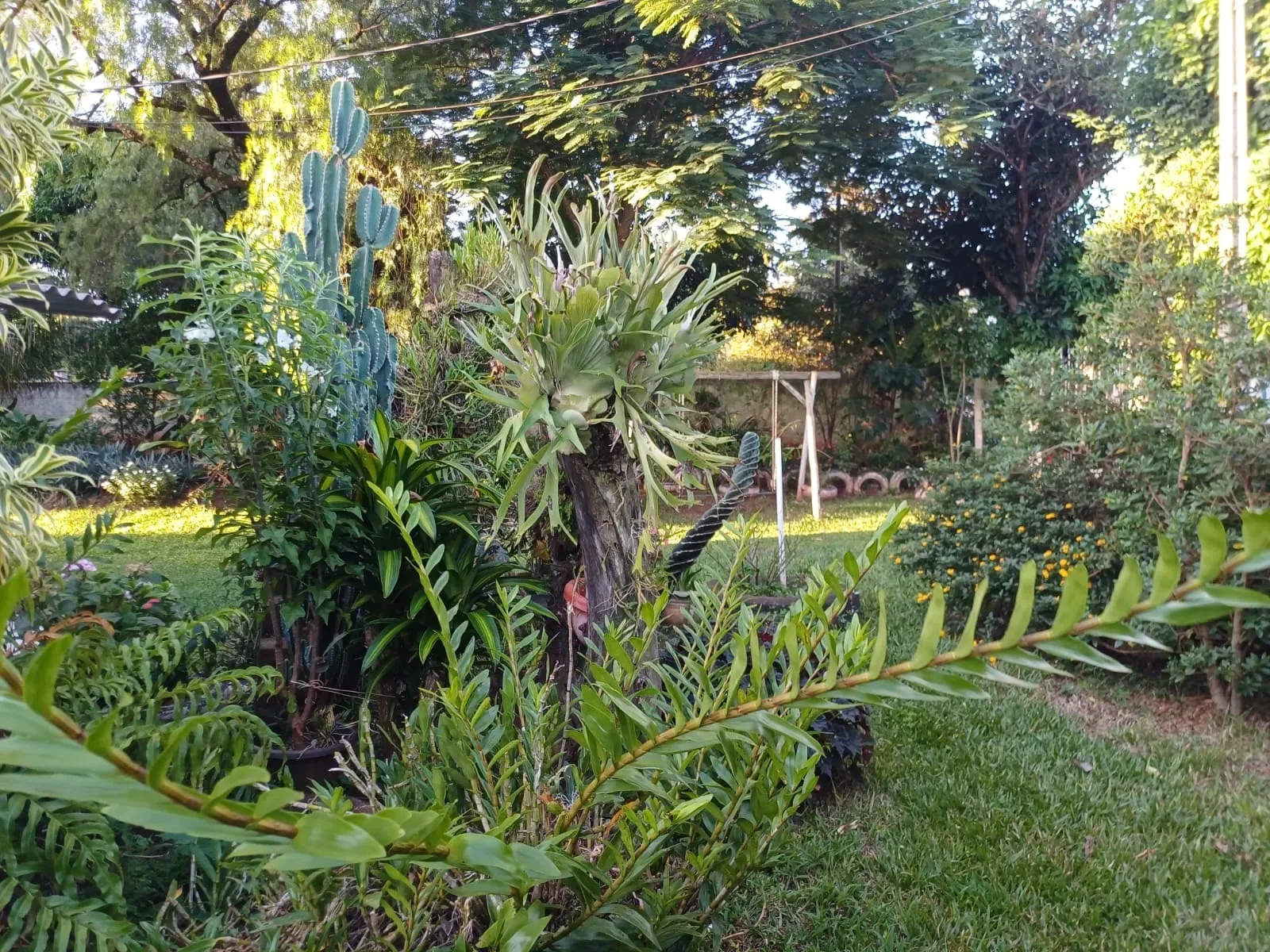 Imagem Chácara com 6 Quartos à Venda, 400 m² em Pitangueiras - Pitangueiras