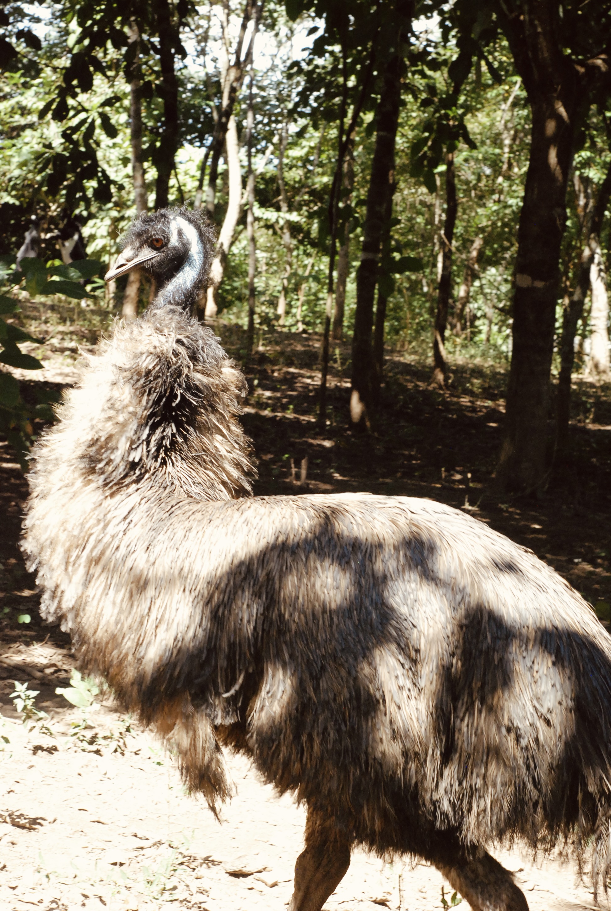 Foto do imóvel: Chácara com 7 Quartos à Venda, 5.000 m² em Setor Central - Mairipotaba