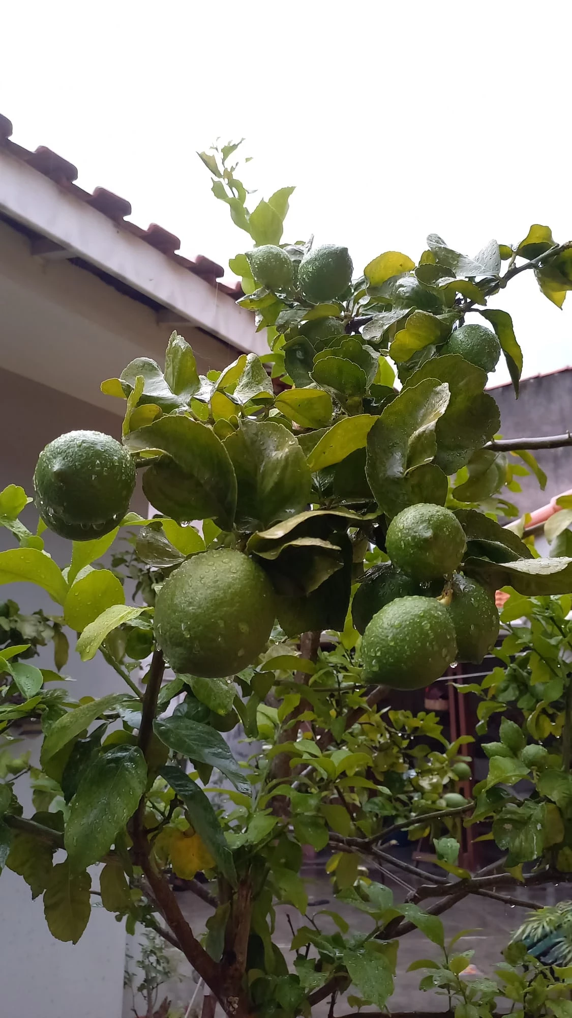 Imagem Casa com 3 Quartos à Venda, 244 m² em Vila Cordeiro - São Paulo