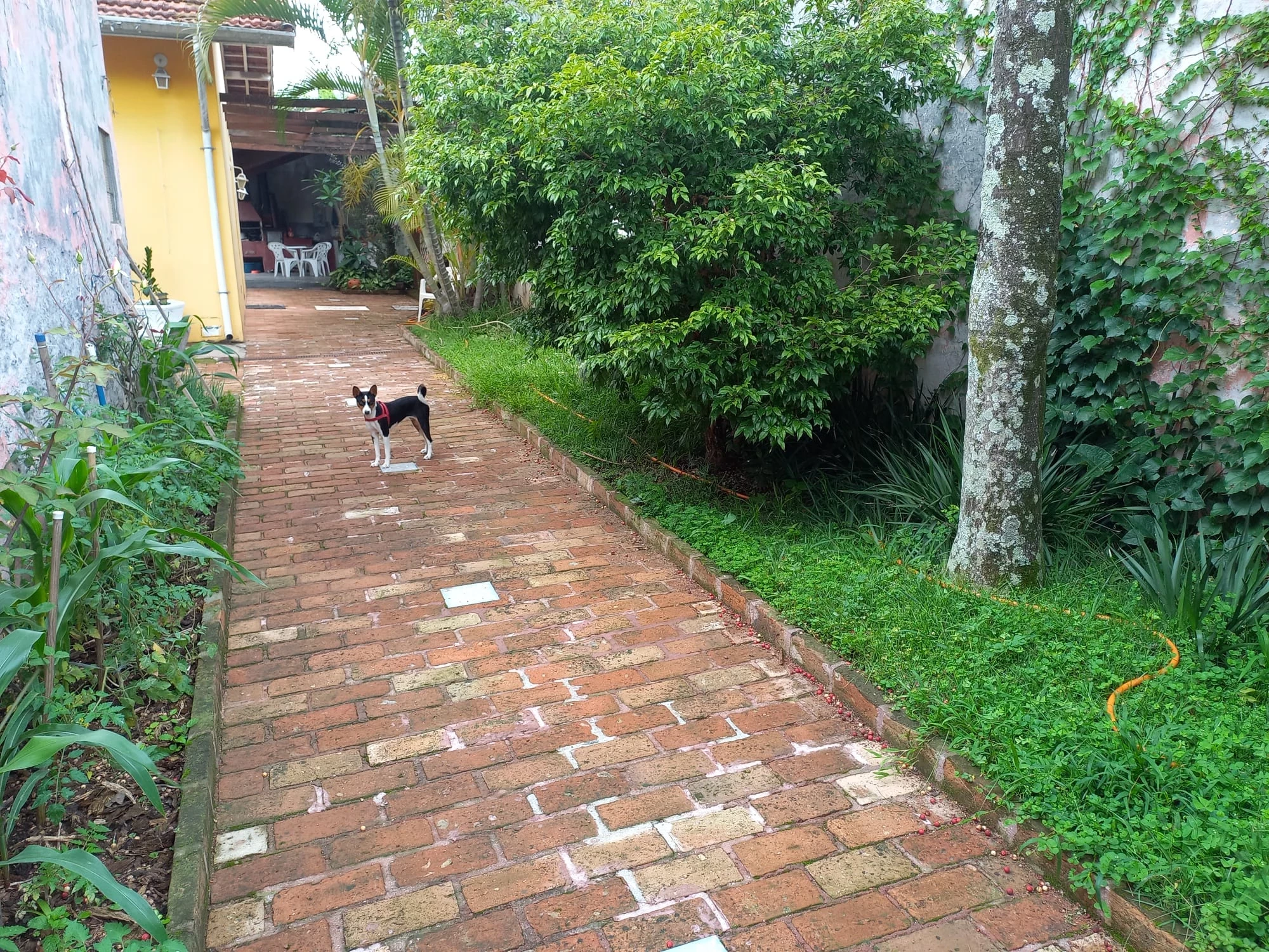 Imagem Casa com 3 Quartos à Venda, 244 m² em Vila Cordeiro - São Paulo