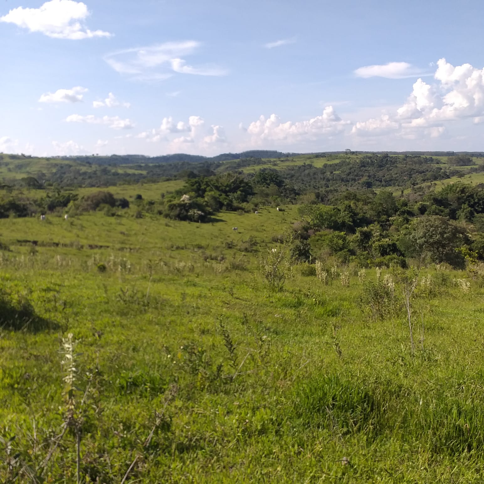 Imagem Fazenda à Venda, 74 Alq. SP em Área Rural de Álvaro de Carvalho - Álvaro de Carvalho