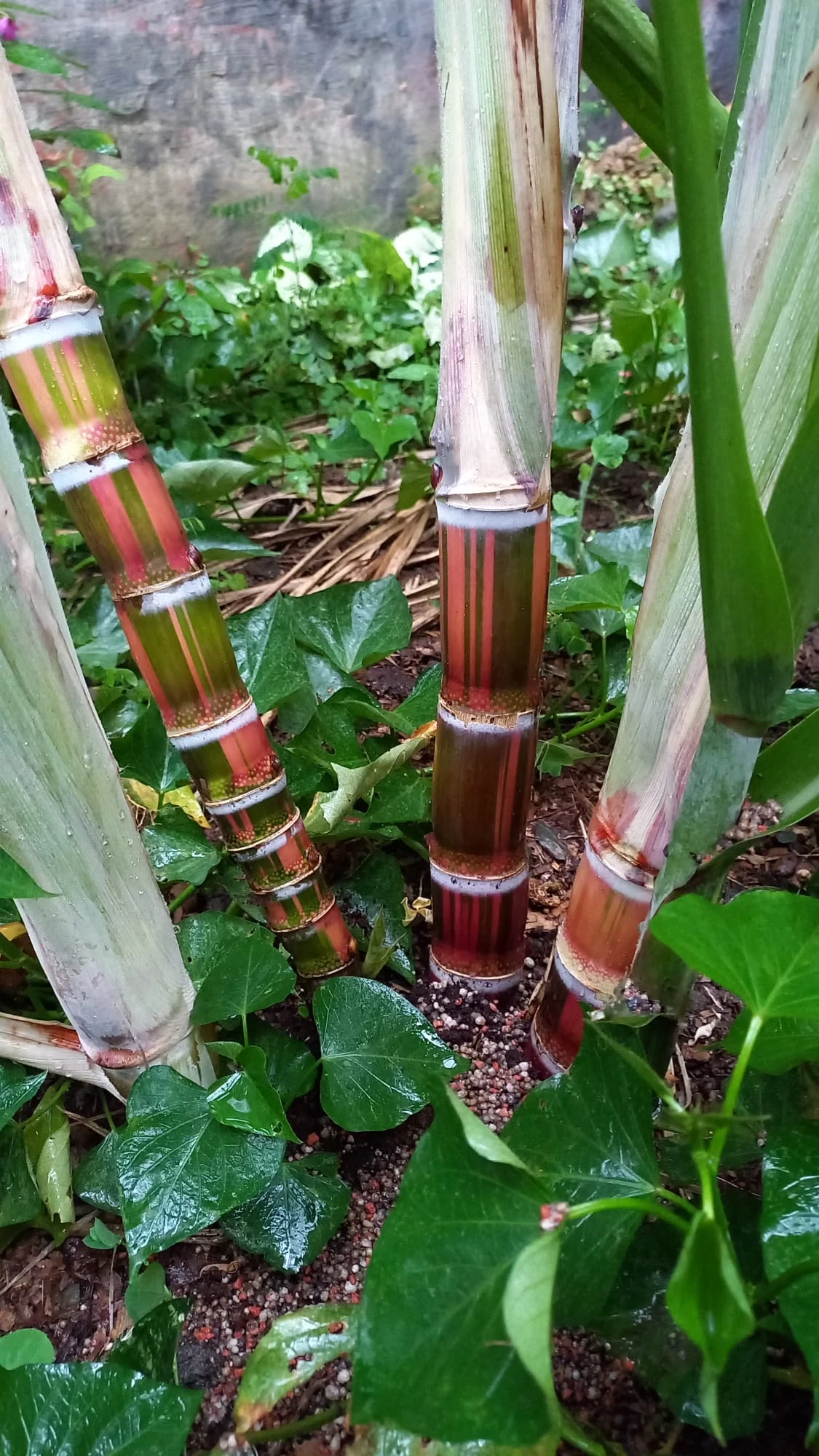 Imagem Casa com 3 Quartos à Venda, 244 m² em Vila Cordeiro - São Paulo