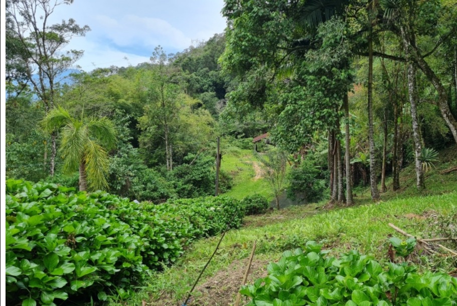 Imagem Chácara com 2 Quartos à Venda, 117 m² em Águas Mornas - Águas Mornas