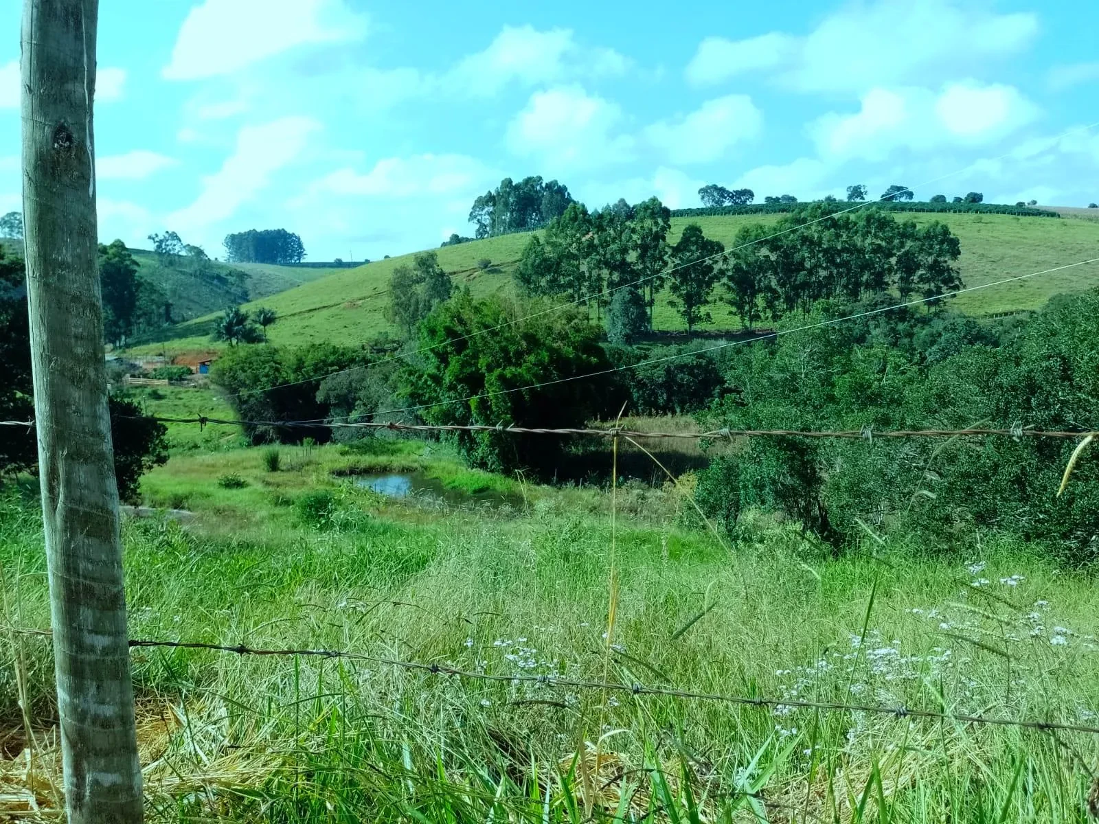 Imagem Fazenda à Venda, 5 Alq. MG em Bandeira do Sul - Bandeira do Sul