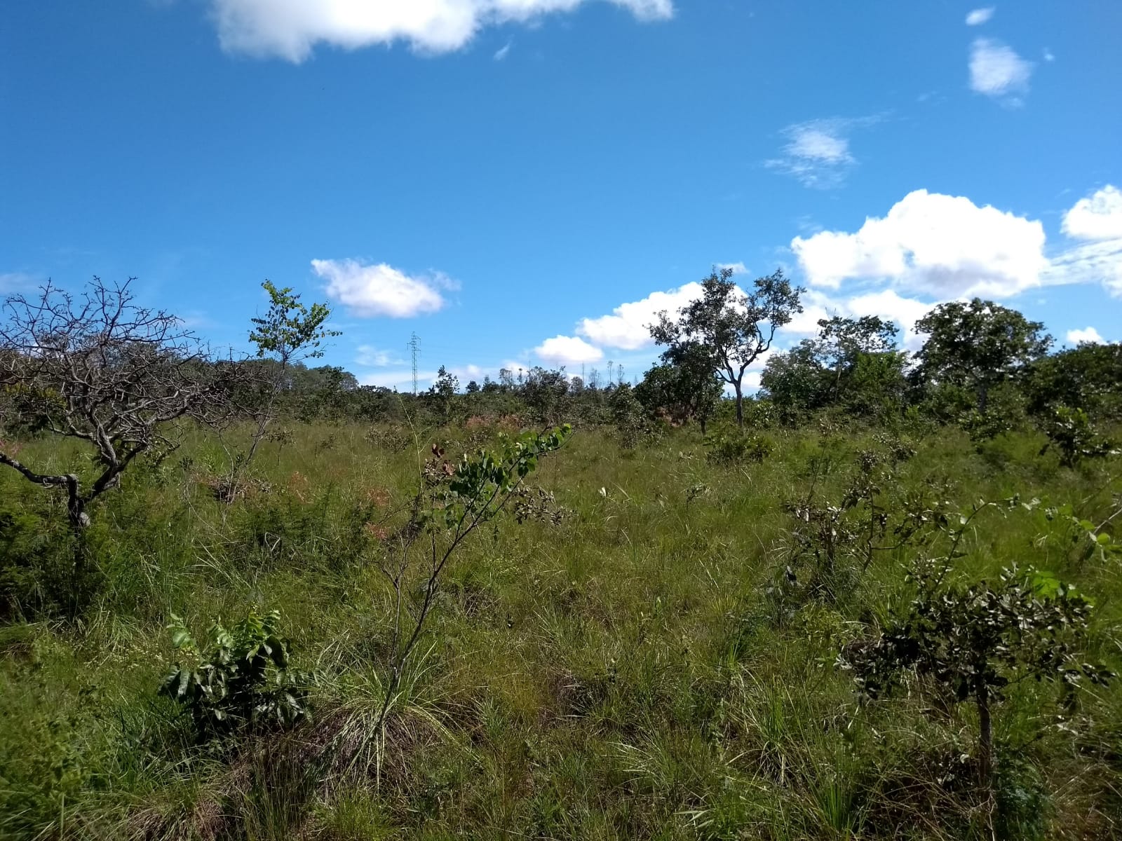 Imagem Fazenda à Venda, 64 Alq. GO em Zona Rural - Ribeirãozinho