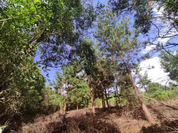 Imagem Chácara com 2 Quartos à Venda, 19.960 m² em LAGOA DOS SOUZA - Agudos do Sul