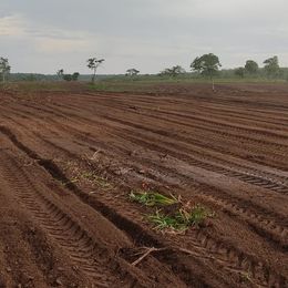 Imagem Fazenda à Venda, 103 Alq GOem ZONA RURAL - Pedro Afonso