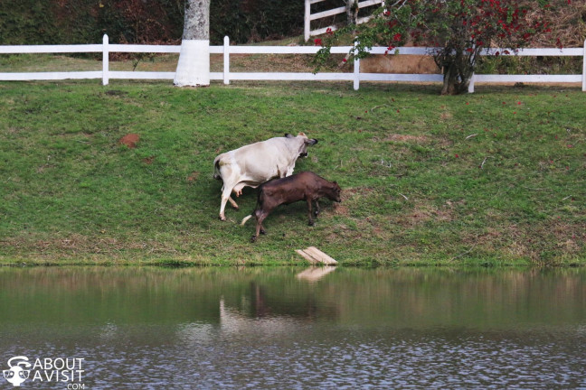 Imagem Fazenda à Venda, 60.000 m² em Ramada - Miguel Pereira