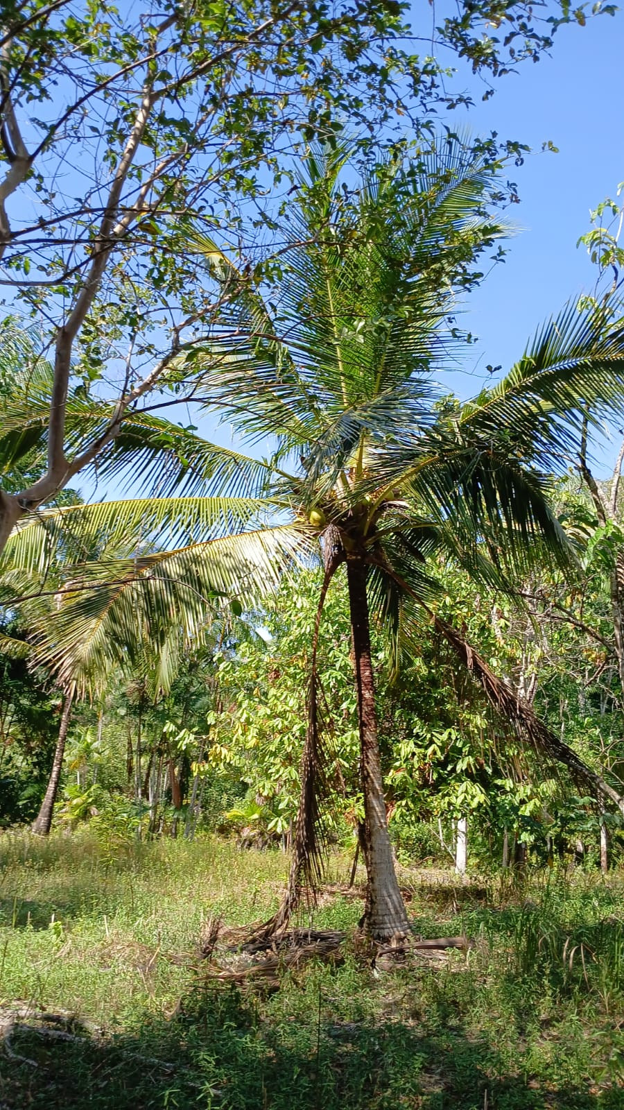 Terreno à Venda, 80.000 metro em  - Bujaru