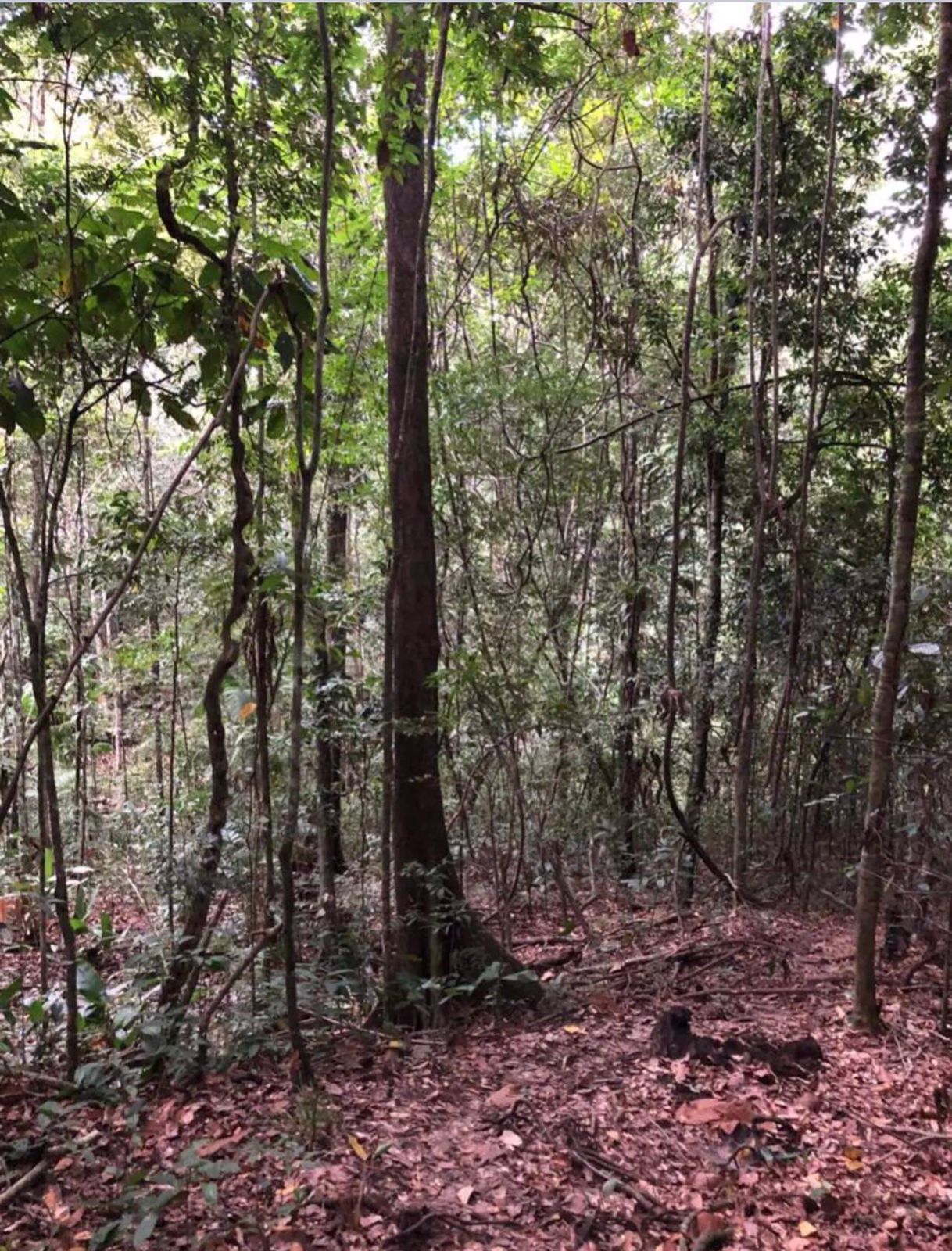 Imagem Fazenda à Venda, 630 HAem ZONA RURAL - Goiás
