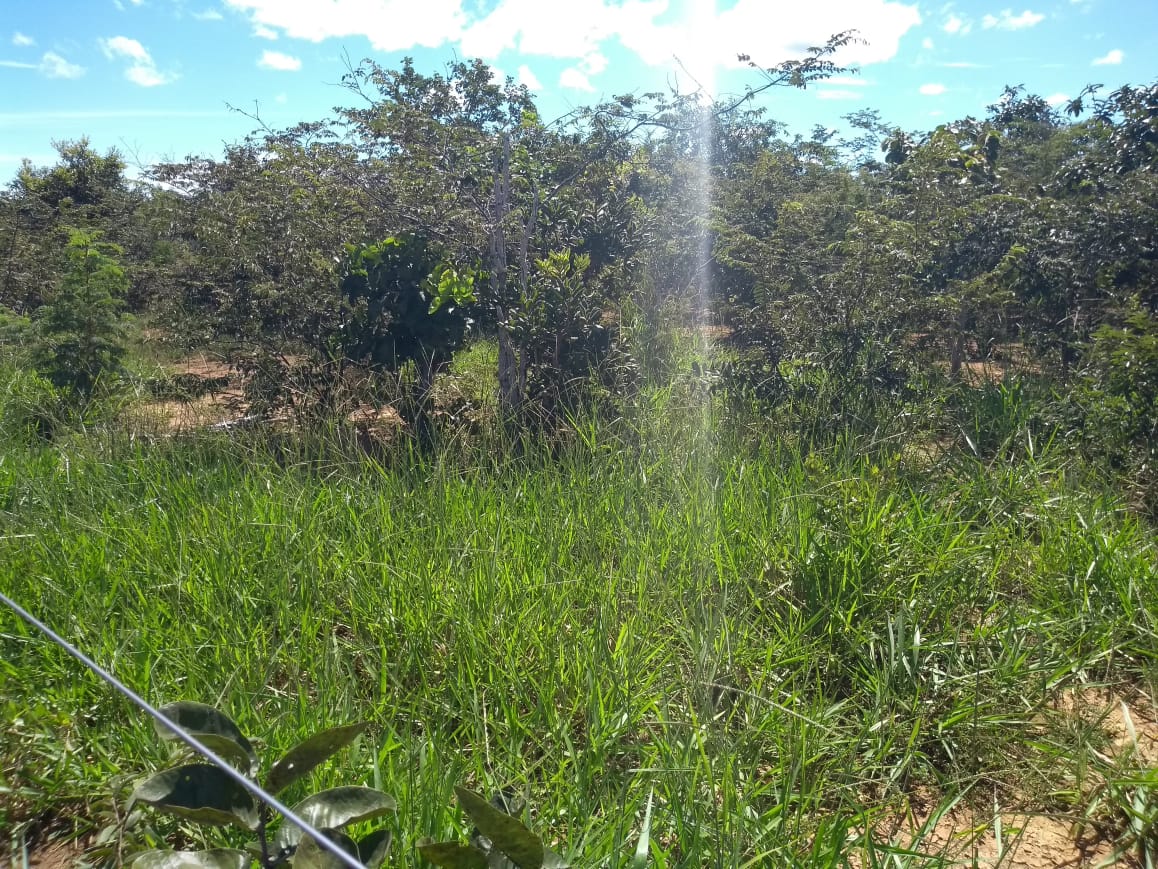 Imagem Fazenda à Venda, 64 Alq. GO em Zona Rural - Ribeirãozinho