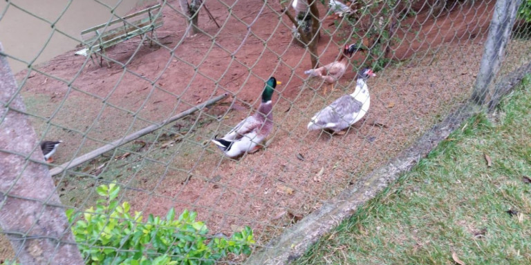 Imagem Chácara com 3 Quartos à Venda, 2.920 m² em Centro - Santa Isabel