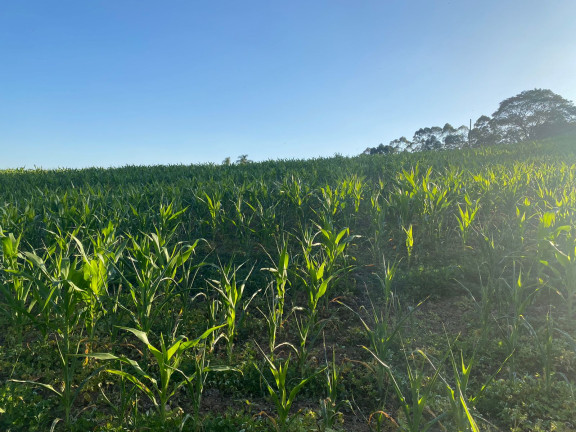 Imagem Terreno à Venda, 1.000 m² em Dona Catarina - Mairinque