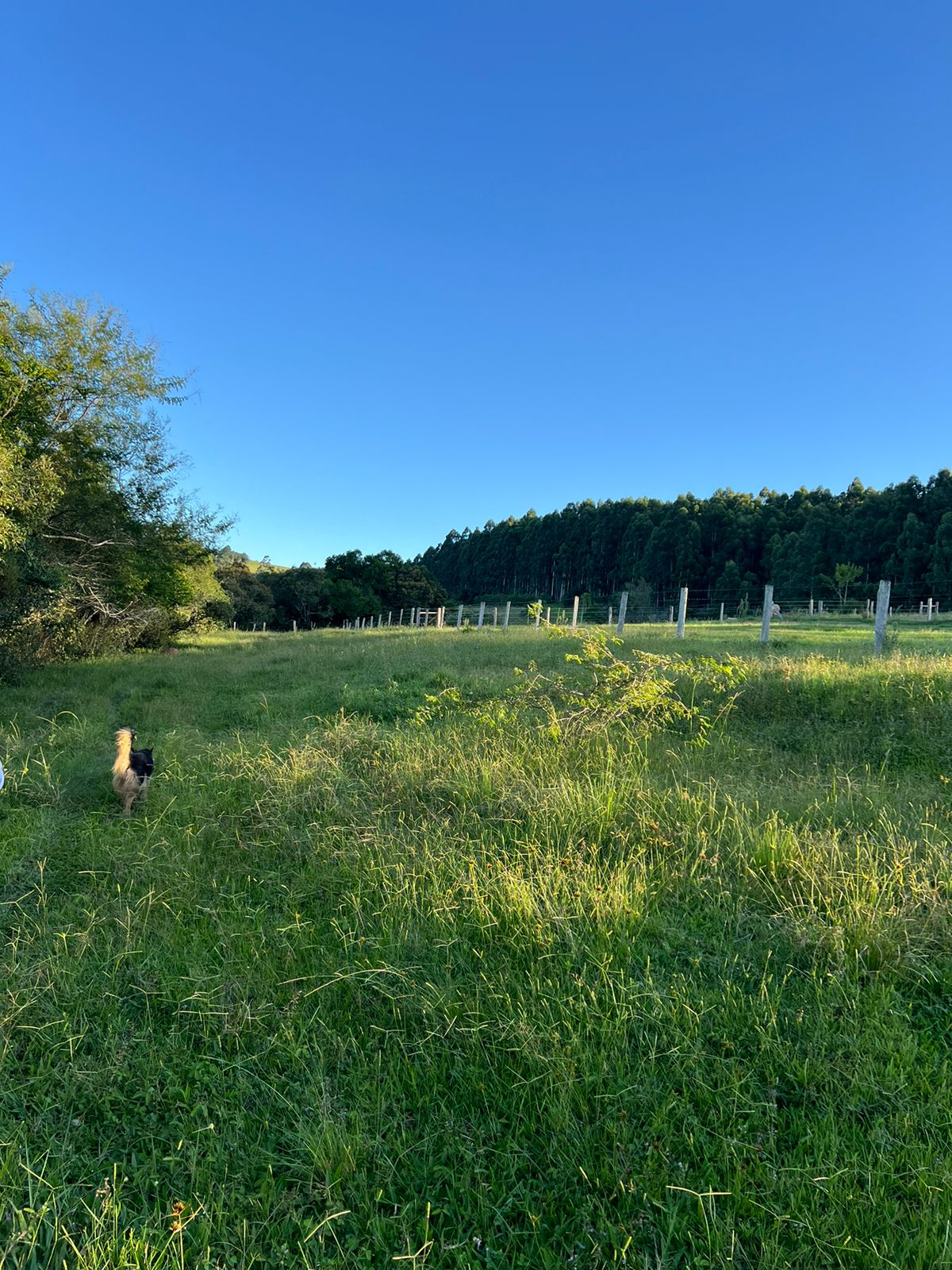 Imagem Chácara à Venda, 100.000 m²em Lomba Grande - Novo Hamburgo