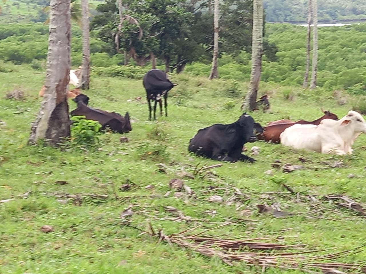 Foto do imóvel: Chácara com 3 Quartos à Venda, 90 m² em Centro - São Cristóvão