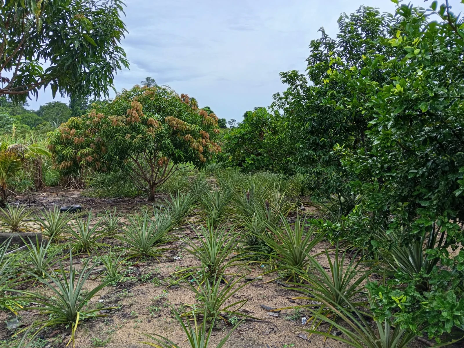 Imagem Fazenda à Venda, 132 m² em Candeias do Jamari - Candeias do Jamari
