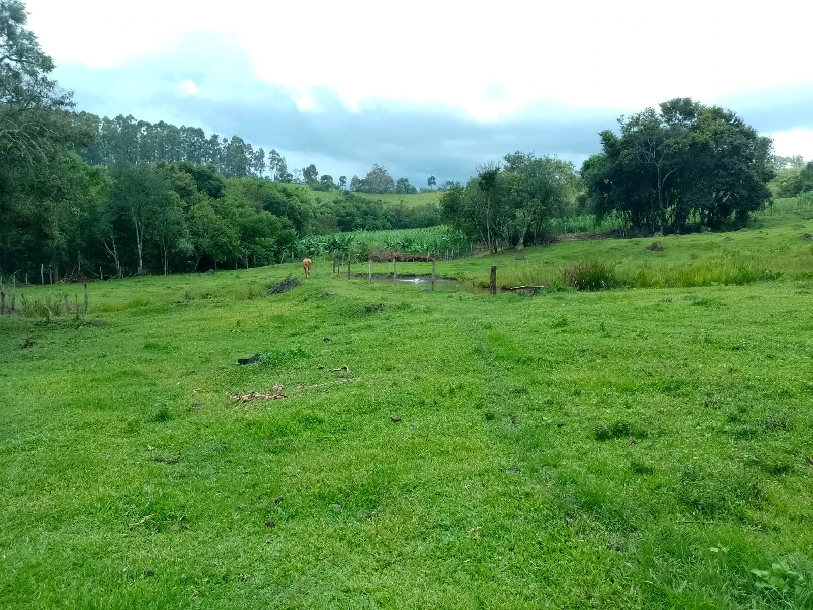 Imagem Fazenda à Venda, 5 Alq. MG em Caldas - Caldas