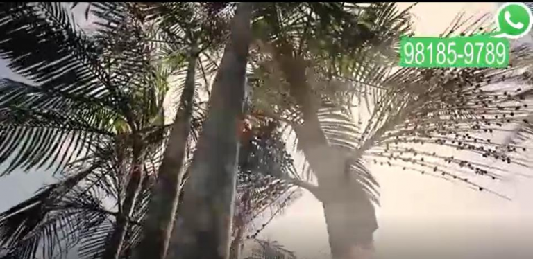 Imagem Imóvel com 9 Quartos à Venda, 50.800 m² em GENIPAUBA - Santa Bárbara do Pará